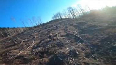 Uçan FPV insansız hava aracının orman tahrip alanı, insansız hava aracı bakış açısı, birinci şahıs bakış açısı..