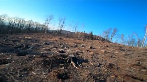 MOTION LENT : Vue aérienne du drone FPV sur la zone de déforestation, point de vue du drone, vue aérienne à la première personne .