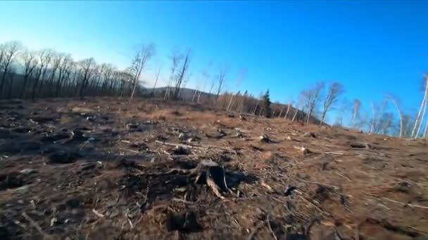 Slow Motion Fpv Drohnen Ansicht Des Abholzungsgebiets Drohnen Ansicht Fliegende — Stockvideo