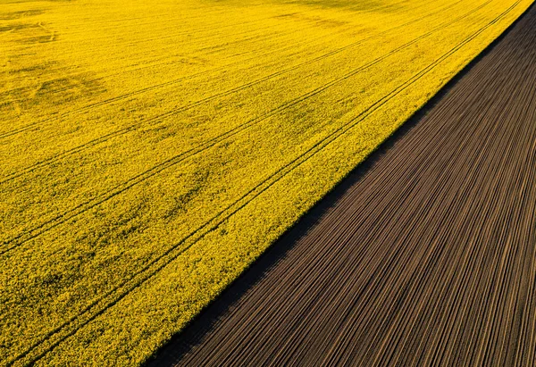 Flygfoto Gula Colza Rapsfält Jordbruk Koncept Från Drönare Perspektiv Abstrakt — Stockfoto