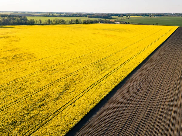 Vista Aerea Campi Colza Giallo Stupro Concetto Agricoltura Prospettiva Drone — Foto Stock