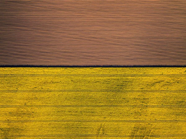 Luftaufnahme Gelber Rapsfelder Landwirtschaftliches Konzept Aus Der Drohnenperspektive Horizontale Einfassung — Stockfoto