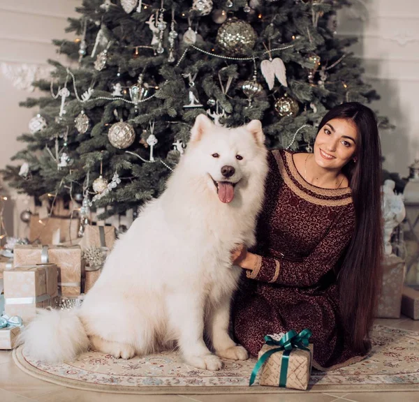 Mulher perto da árvore de Natal com cão samoyed — Fotografia de Stock