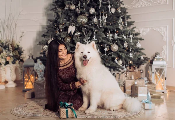 女人附近与萨摩耶犬的圣诞树 — 图库照片