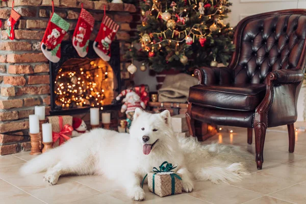 Cão samoyed perto da árvore de Natal — Fotografia de Stock