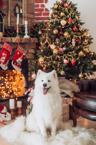 Samoyed köpek Noel ağacı yakınındaki — Stok fotoğraf