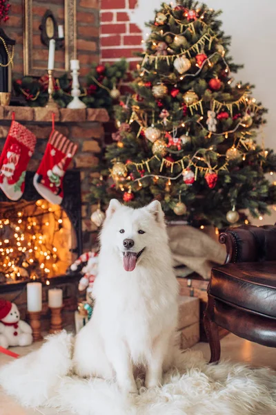 Samthund in der Nähe des Weihnachtsbaums — Stockfoto