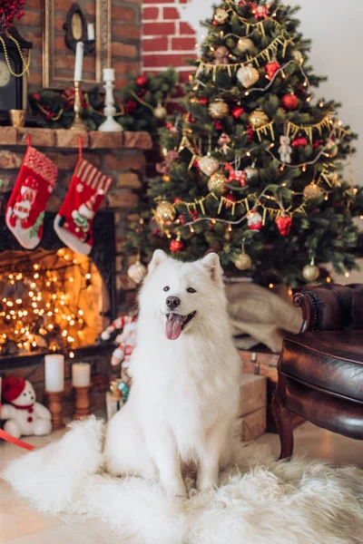 Samojedvalpar hund nära julgran — Stockfoto