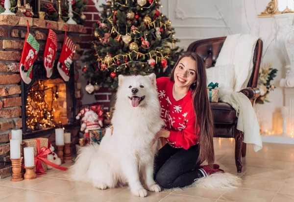 Kvinne nær juletreet med samojed hund – stockfoto