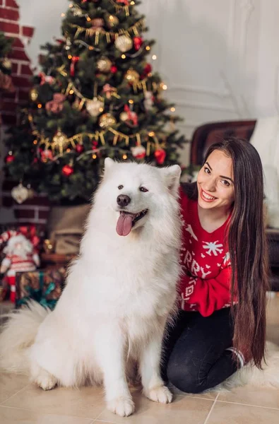 Mujer cerca del árbol de Navidad con perro samoyed —  Fotos de Stock