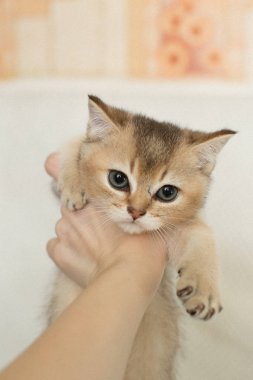 Şirin yavru kedi ve arka plan üzerinde insan eli