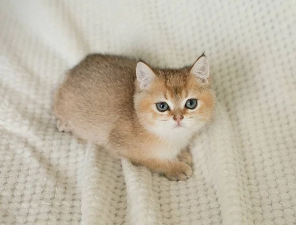 귀여운 Shorthair 고양이 고양이 — 스톡 사진