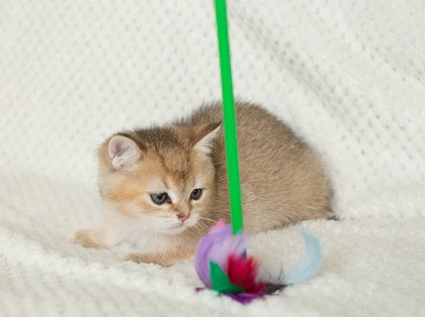 Schattig Korthaar Kat Kitten Achtergrond — Stockfoto