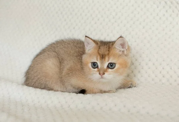 Cute American Shorthair Cat Kitten — Stock Photo, Image