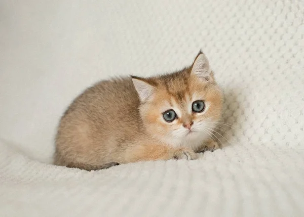 귀여운 Shorthair 고양이 고양이 — 스톡 사진