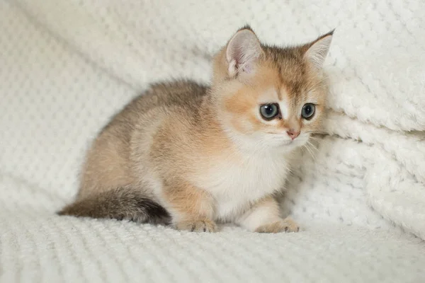 Lindo Americano Taquigrafía Gato Gatito — Foto de Stock