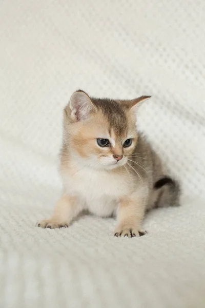 Cute Amerikaanse Korthaar Kat Kitten — Stockfoto