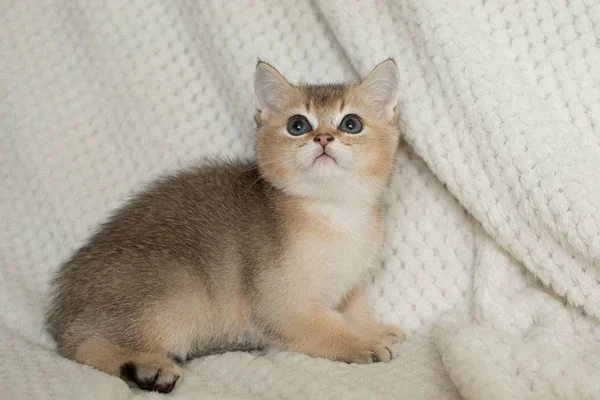 Gatinho Americano Bonito Gato Shorthair — Fotografia de Stock