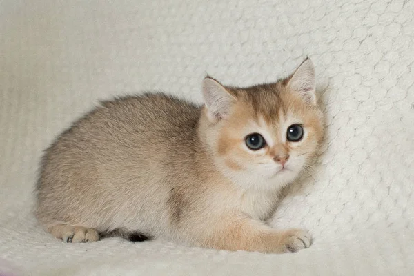 귀여운 Shorthair 고양이 고양이 — 스톡 사진