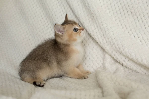 Cute Amerikaanse Korthaar Kat Kitten — Stockfoto