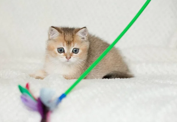 Schattig Korthaar Kat Kitten Achtergrond — Stockfoto