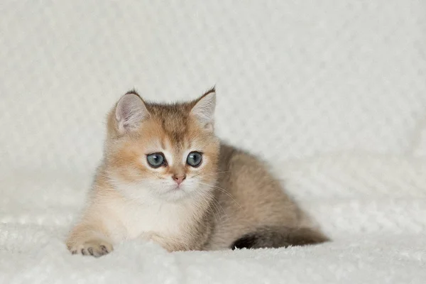 Roztomilá Americká Krátkosrstá Kočka Kotě — Stock fotografie