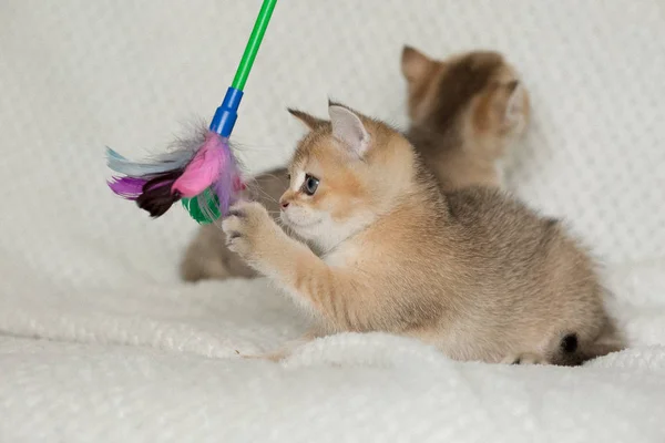 Bonito Gatinhos Shorthair Fundo — Fotografia de Stock