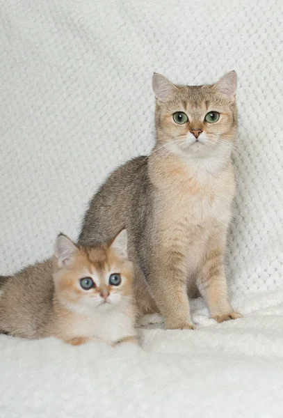 Gatinho Bonito Shorthair Com Mãe Fundo — Fotografia de Stock