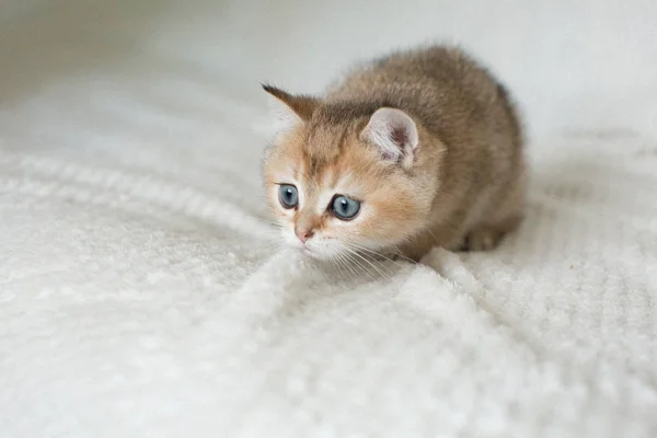 Cute Amerikaanse Korthaar Kat Kitten — Stockfoto