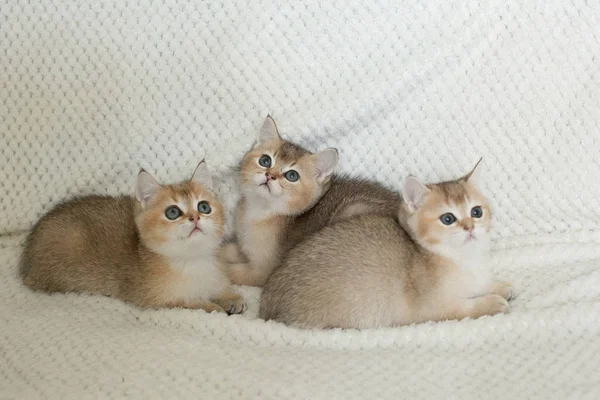 Schattig Korthaar Kittens Achtergrond — Stockfoto