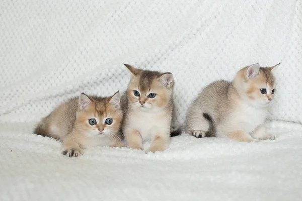Schattig Korthaar Kittens Achtergrond — Stockfoto