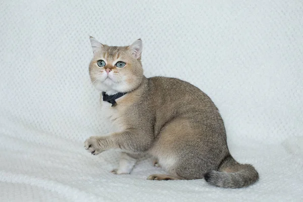 Retrato Gato Lindo Joven — Foto de Stock