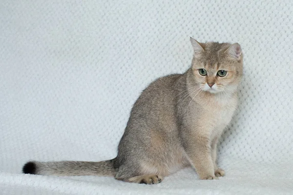 Portrét Mladé Roztomilé Kočky — Stock fotografie