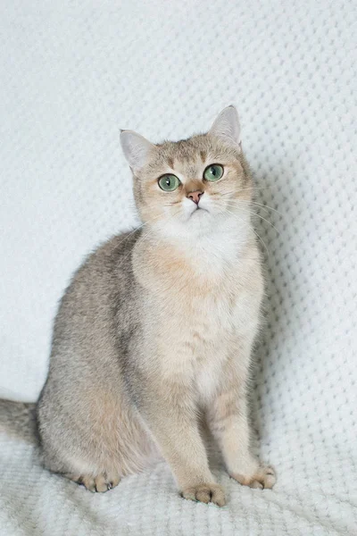 Genç Şirin Kedi Portresi — Stok fotoğraf