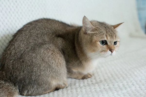 Porträt Der Jungen Süßen Katze — Stockfoto