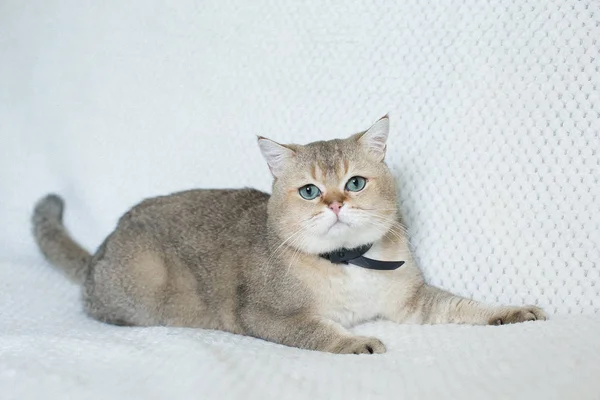 Retrato Gato Lindo Joven —  Fotos de Stock