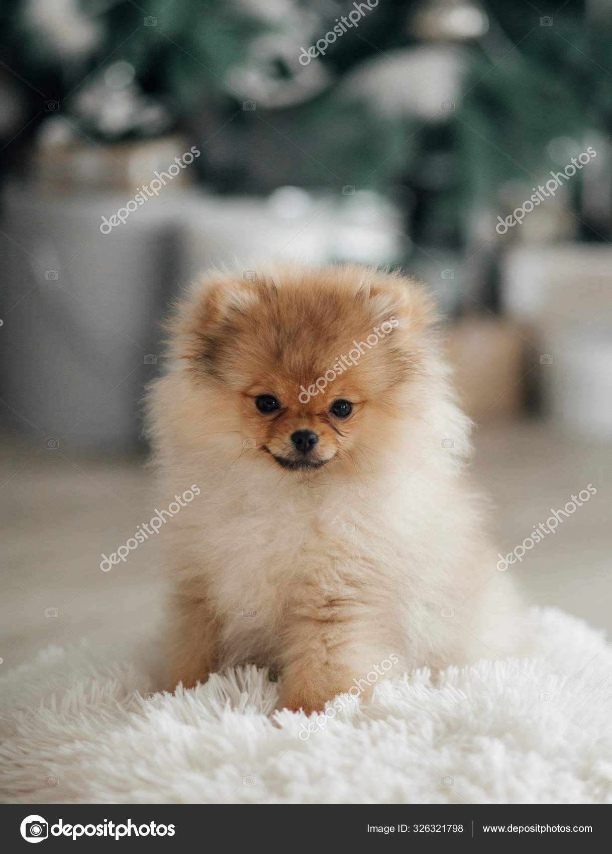 Miniature Pomeranian Spitz Puppy — Stock Photo © Forewer #326321798