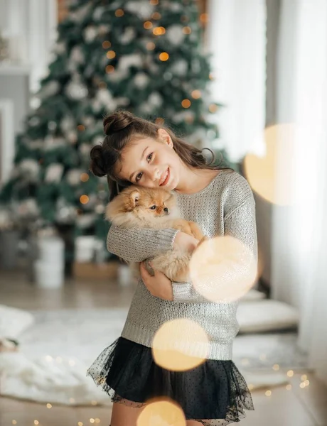 Kleines Mädchen Posiert Weihnachtlichen Interieur Mit Pommernspitzwelpe — Stockfoto