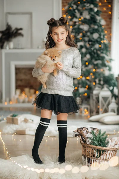 Little Girl Posing Christmas Interior Pomeranian Spitz Puppy — Stock Photo, Image