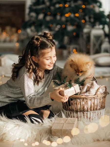 Niña Posando Interior Navidad Con Pomeranian Spitz Cachorro —  Fotos de Stock