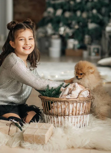 Küçük Kız Pomeranya Spitz Köpeğiyle Noel Poz Veriyor — Stok fotoğraf