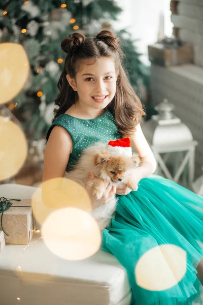 Little Girl Posing Christmas Interior Pomeranian Spitz Puppy — Stock Photo, Image