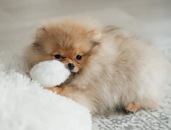 Cachorro Spitz Pomeraniano Miniatura — Foto de Stock