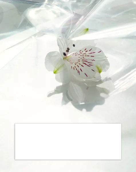 Big White Lily Background — Stock Photo, Image