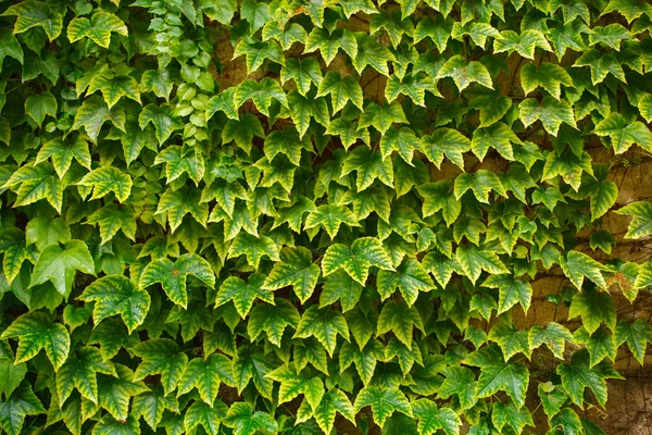 La textura consiste en hojas verdes de uva —  Fotos de Stock