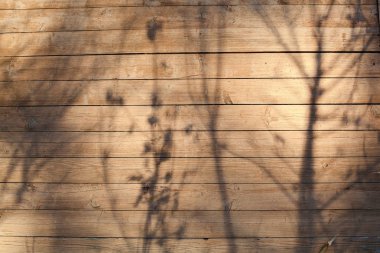 Bir ağaç bir bitki gölgeli dokusuna.