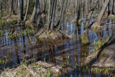 Belarus ormanlarda yıllık bahar sel.