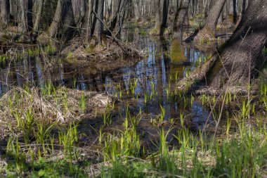 Belarus ormanlarda yıllık bahar sel.