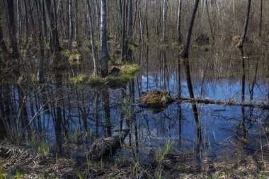 Belarus ormanlarda yıllık bahar sel.
