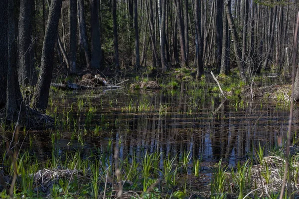 Inondations printanières annuelles dans les forêts biélorusses . — Photo